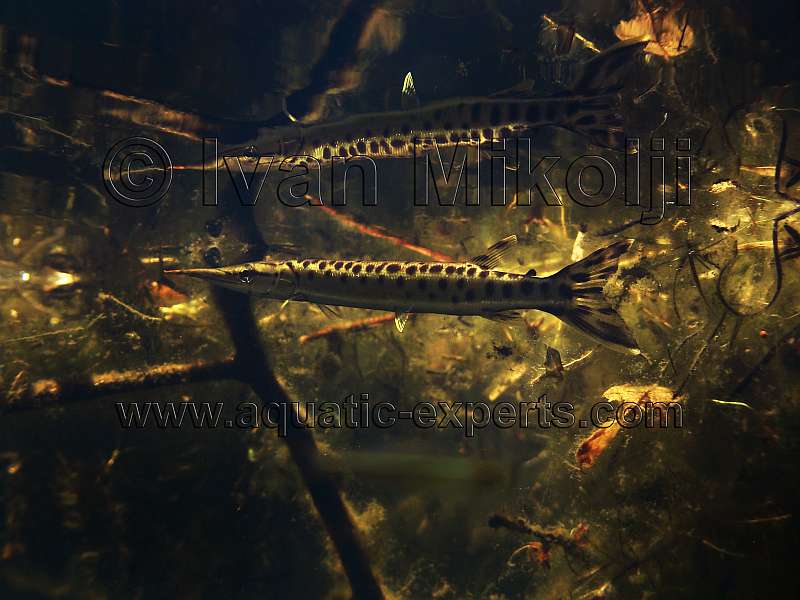 AQUARIUM FISH 31